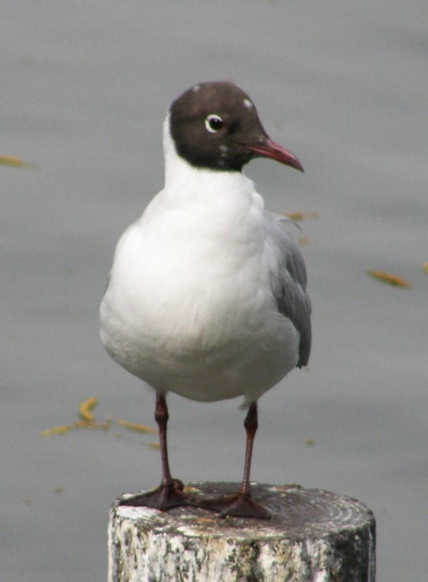 e0064158_238563.jpg