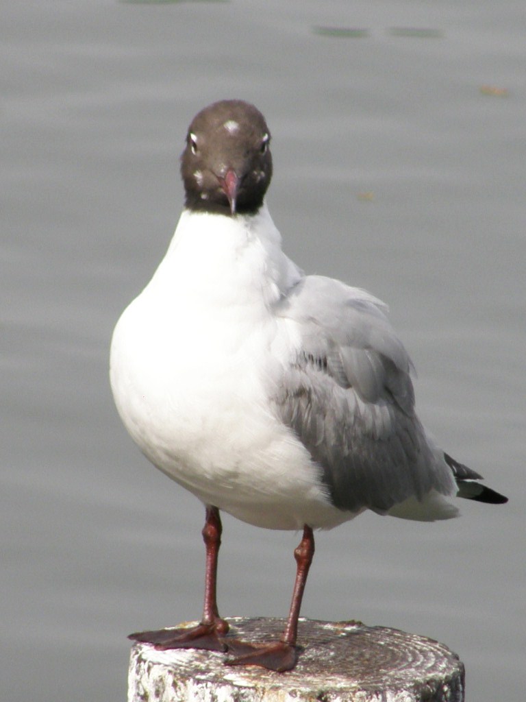 e0064158_2385696.jpg