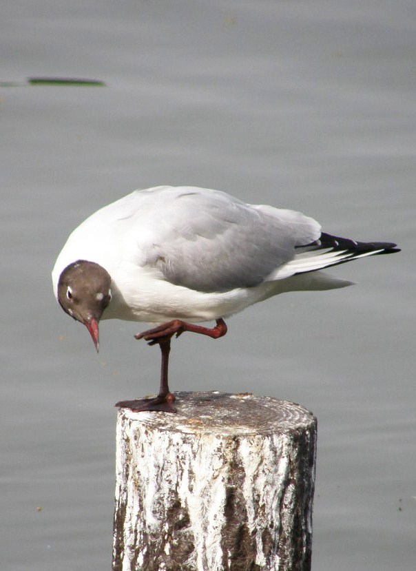 e0064158_2404271.jpg
