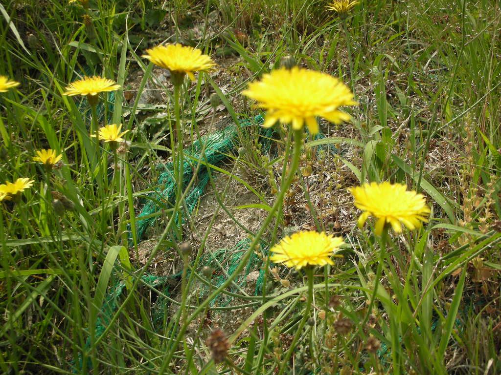 e0137660_6192925.jpg