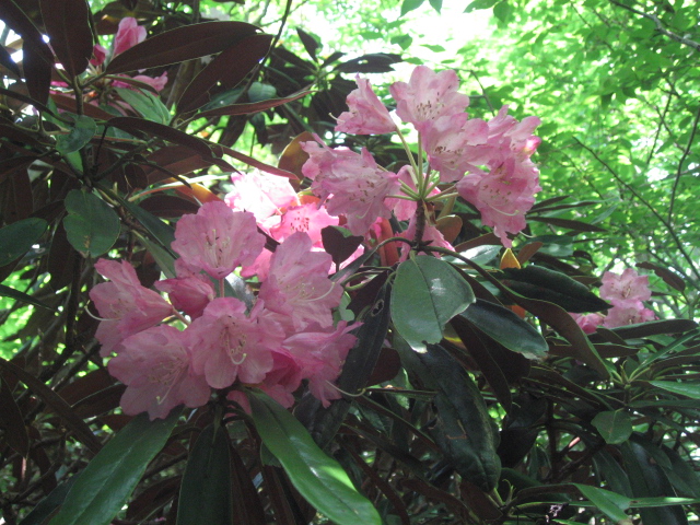 f0016066_12165219.jpg