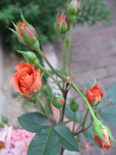 e0132881_2332024.jpg