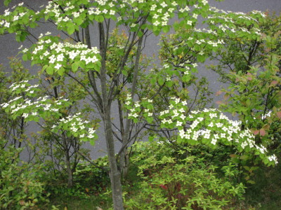 c0105786_14453234.jpg