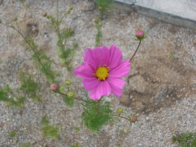 d0136889_0451910.jpg