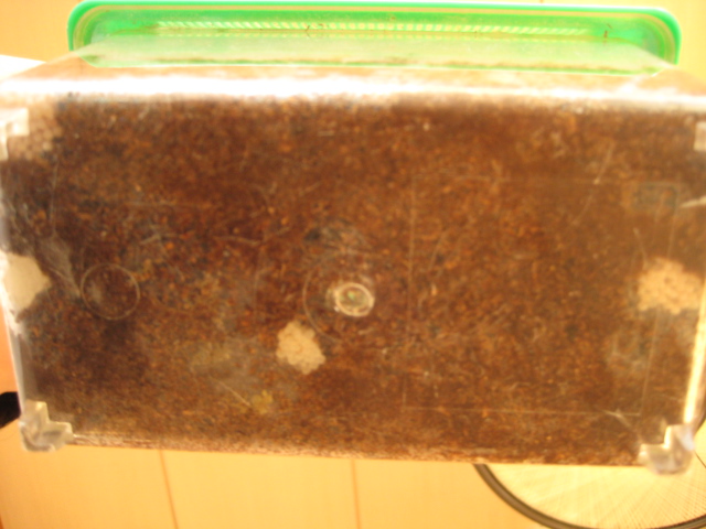 c0123400_9314040.jpg