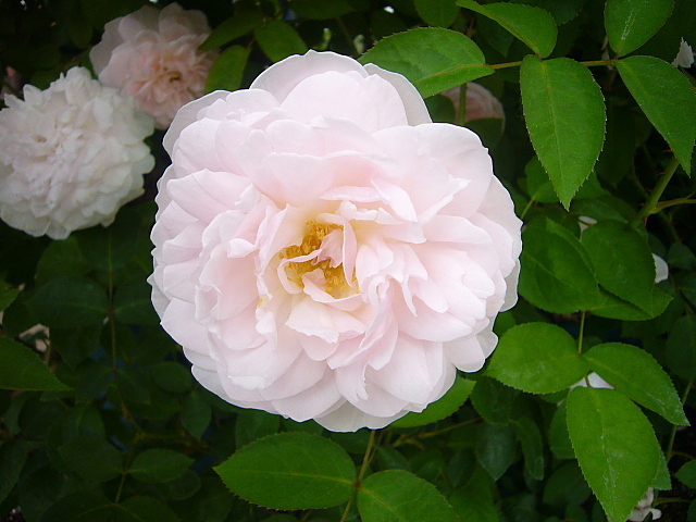b0114403_22383442.jpg