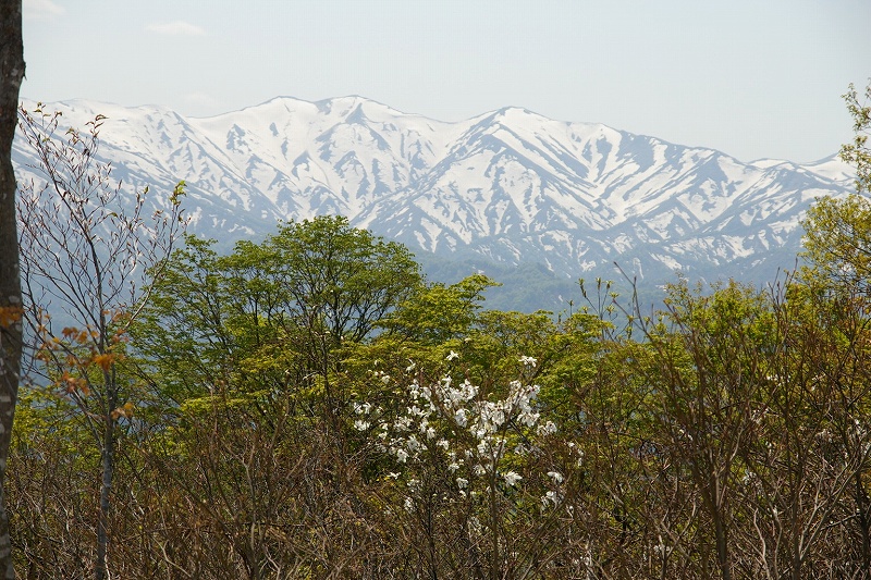 b0050305_801216.jpg