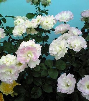e0016412_2315879.jpg
