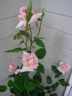 e0016412_23245350.jpg