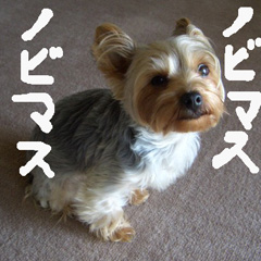 c0036617_20394955.jpg