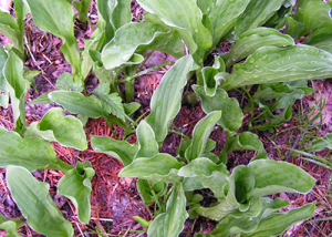 c0048023_762195.jpg