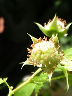 c0056437_2310481.jpg