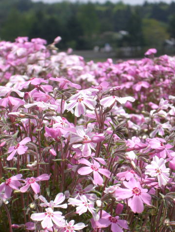 f0094843_1215532.jpg