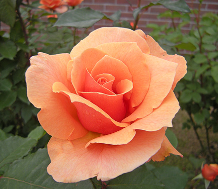 a0001354_20371116.jpg