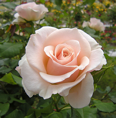 a0001354_20372266.jpg