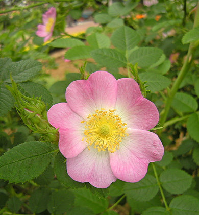 a0001354_20382683.jpg