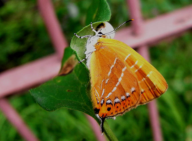 d0146854_202037.jpg