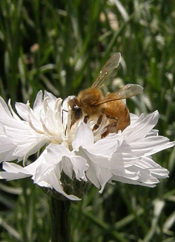 e0064158_139294.jpg
