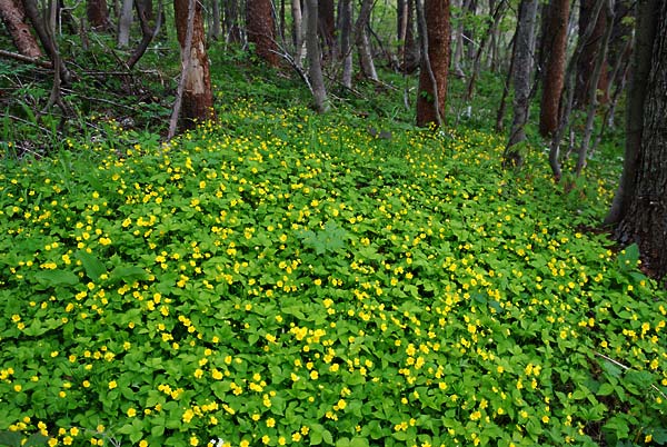 c0043361_2213924.jpg