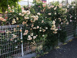 a0104162_22531612.jpg