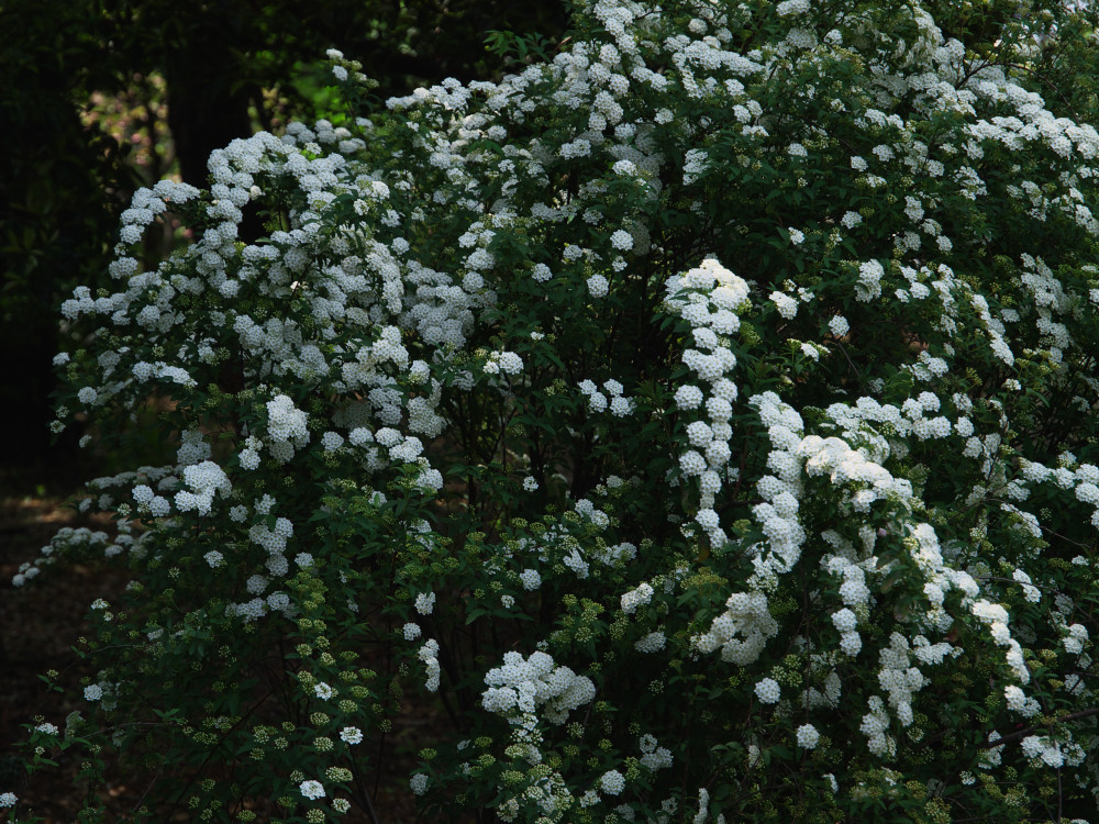 a0083081_16215955.jpg