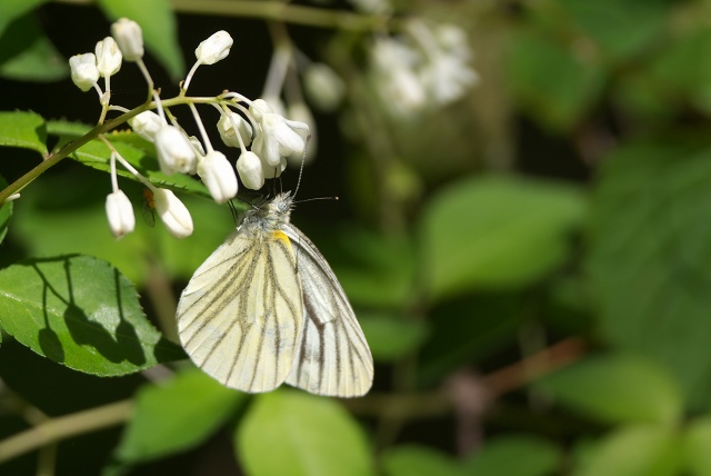 c0135381_5174270.jpg