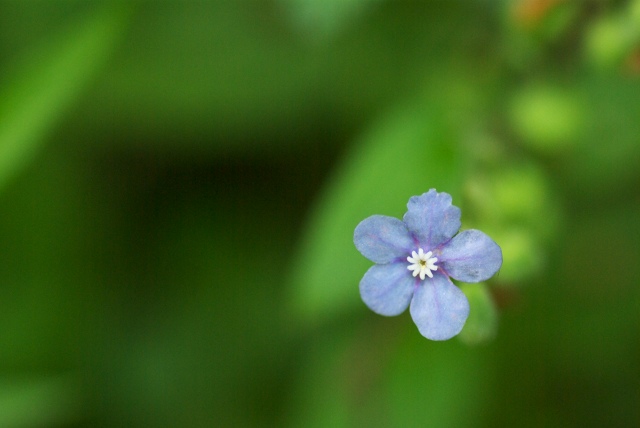 c0135381_5251645.jpg