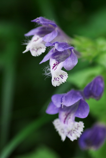 c0135381_525930.jpg