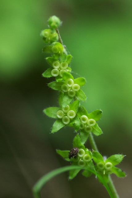 c0135381_526986.jpg