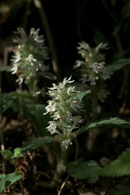c0135381_5271075.jpg