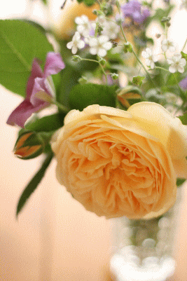 d0100192_2227515.gif