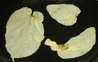 e0122199_10415667.jpg