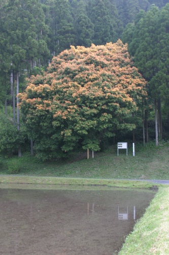 e0092203_2117397.jpg