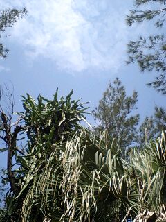 f0032403_159281.jpg