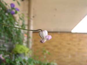 b0031925_1118887.jpg