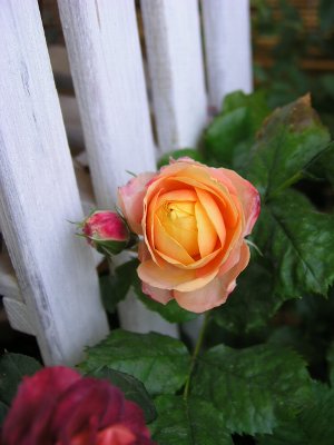 b0031925_112418.jpg