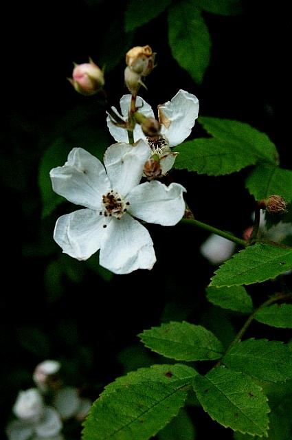 e0107030_2057308.jpg