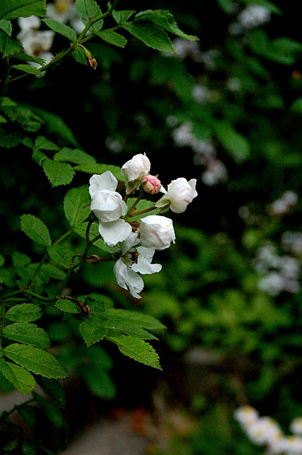 e0107030_20574652.jpg