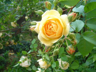 e0134032_1002927.jpg