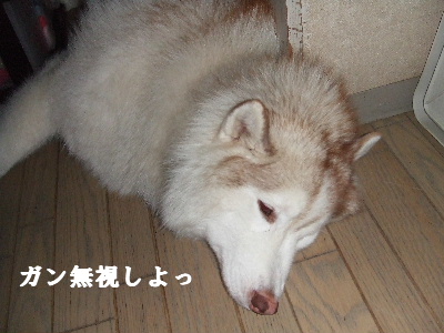 e0121548_22511485.jpg
