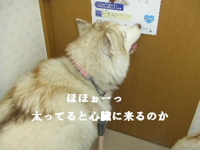 e0121548_2365784.jpg