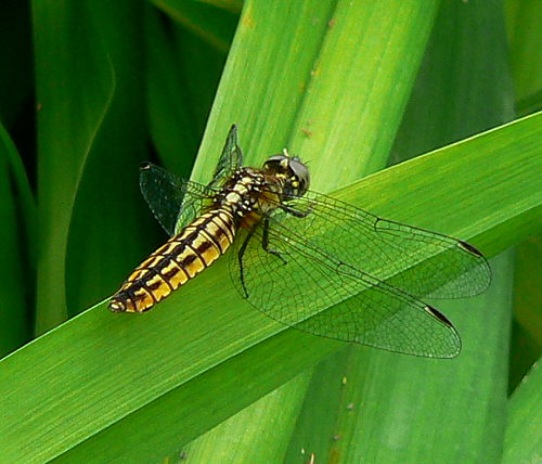 d0091754_23472373.jpg