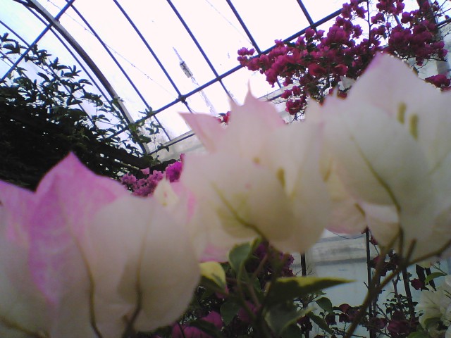 c0031856_1333932.jpg