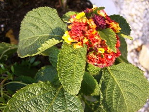 b0071558_18335923.jpg