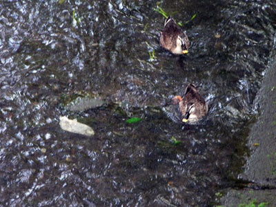 f0086169_2321415.jpg