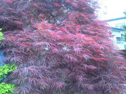 b0124693_21312288.jpg