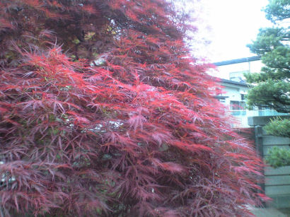 b0124693_21314586.jpg