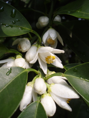 f0130894_1533878.jpg
