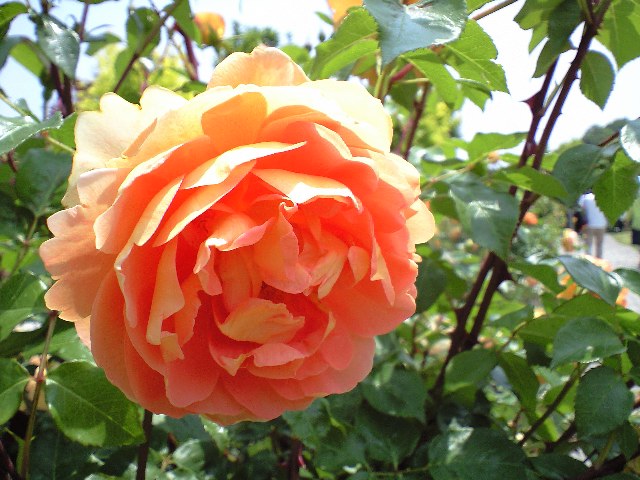 e0123920_20374116.jpg