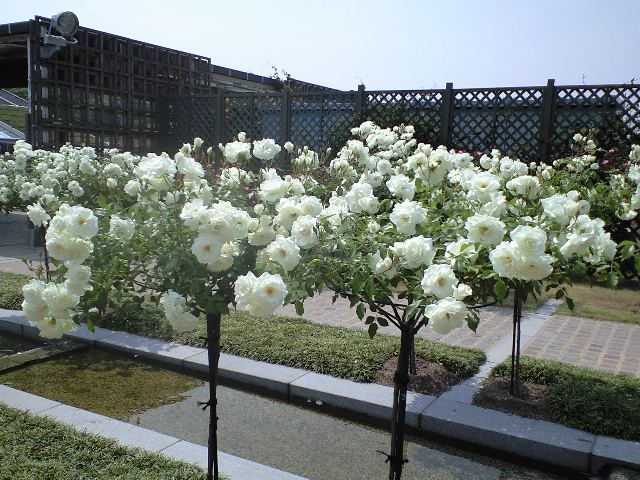 e0123920_2037763.jpg